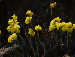 CustionDesert Buckwheat