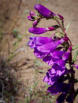 Showy Penstemon